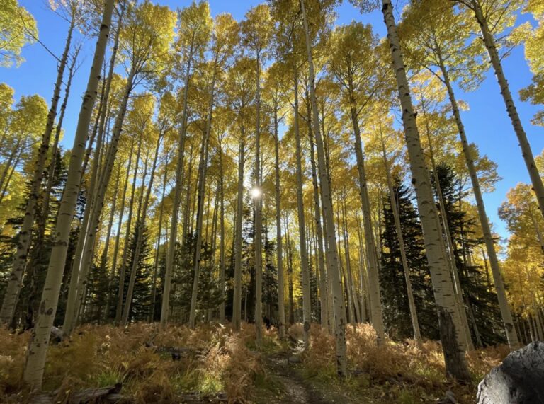 aspen nature loop 768x571