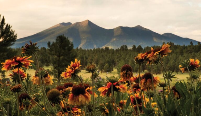 the arboretum 768x445